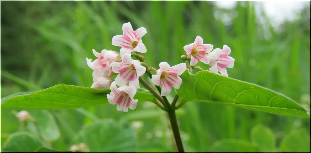 close up dogbane flowers.JPG