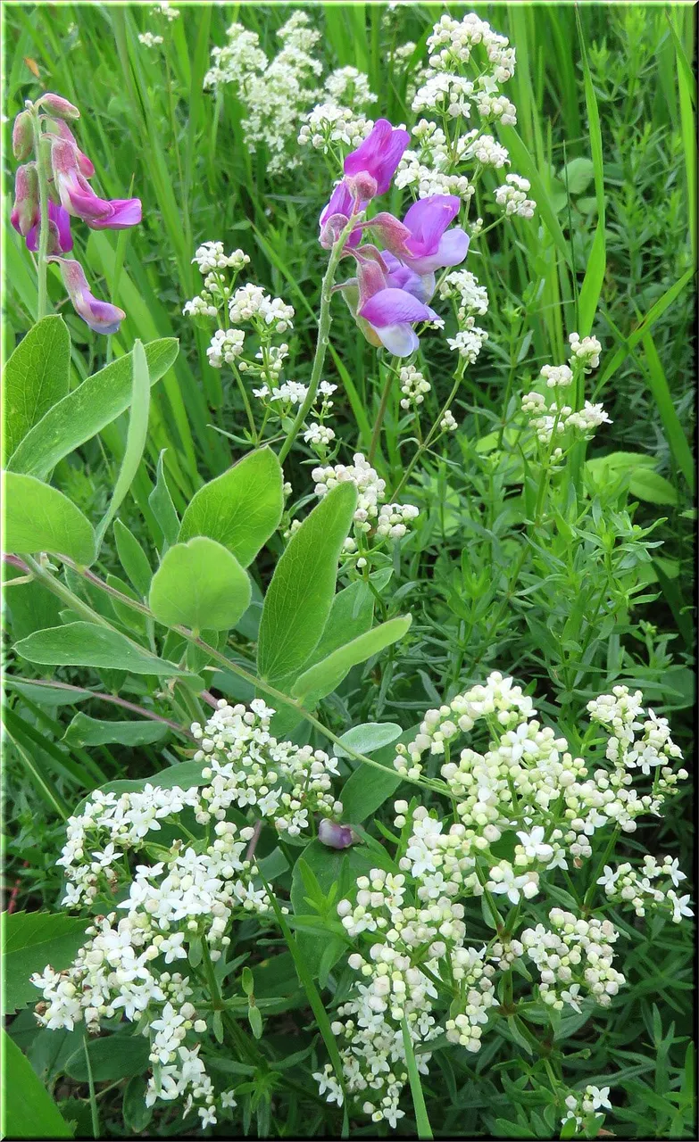 peavine and bedstraw flower combination.JPG