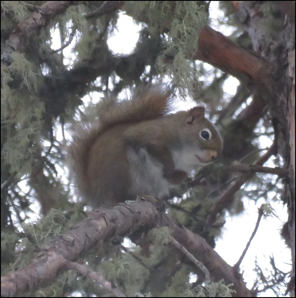squirrel looking at us from pine branch.JPG