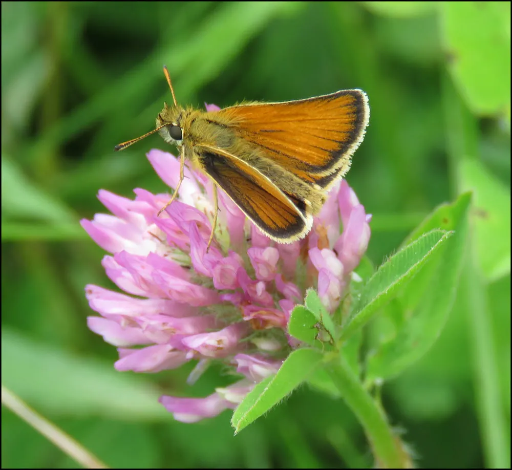 close up small klipper butterfly on red clover bloom.JPG