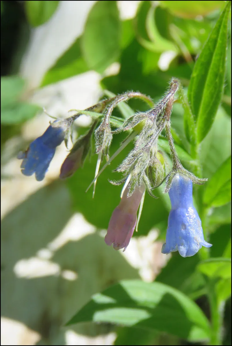 close up pink and blue lungwort blooms.JPG