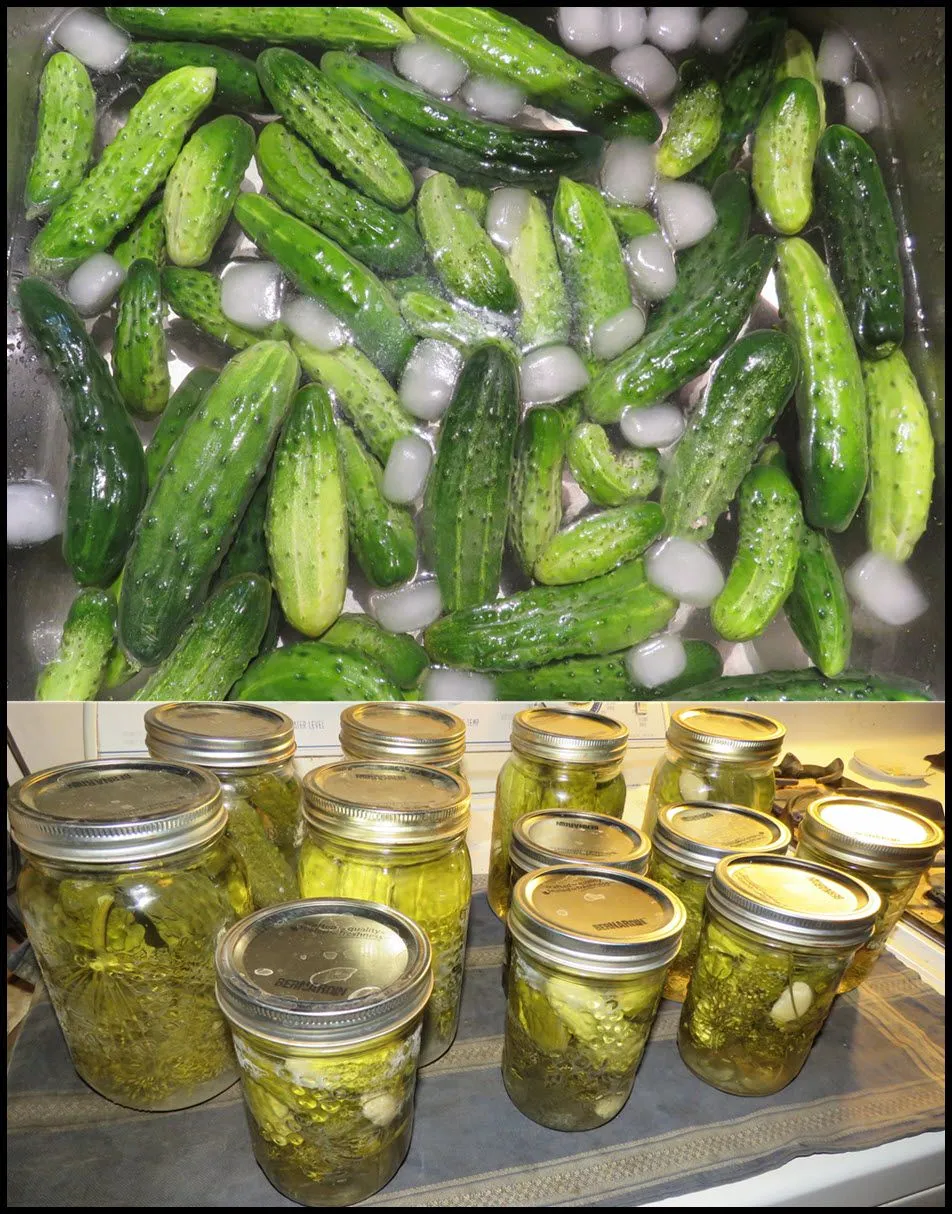 cucumbers in ice and pickled in jars.JPG