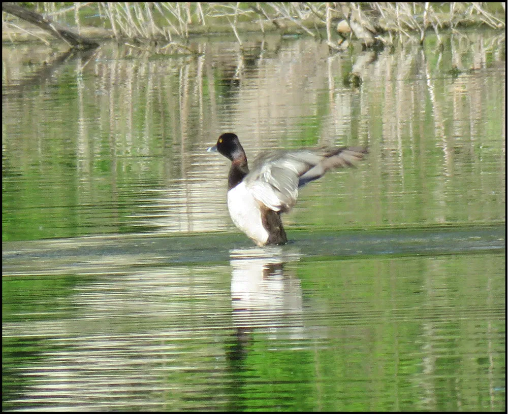 male goldeneye duck on water wings outstretched.JPG