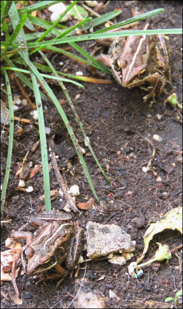 close up 2 frogs by grass.JPG