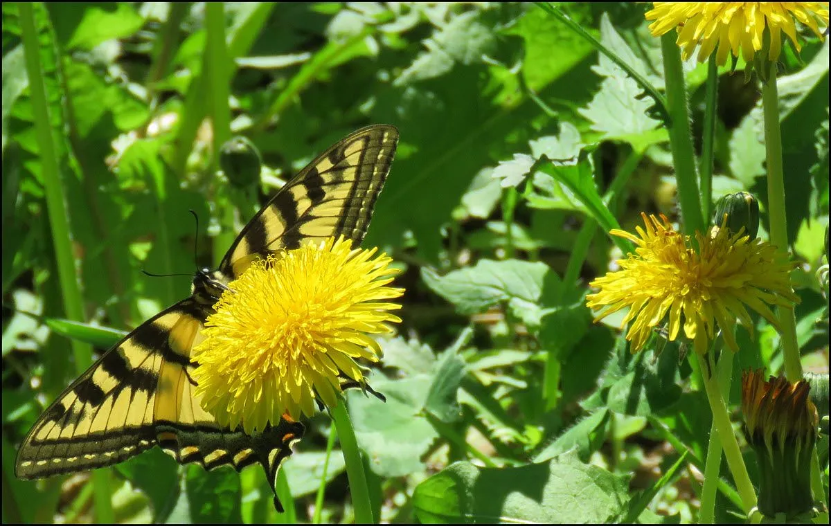 undersideswallowtail butterfly on dandelion.JPG