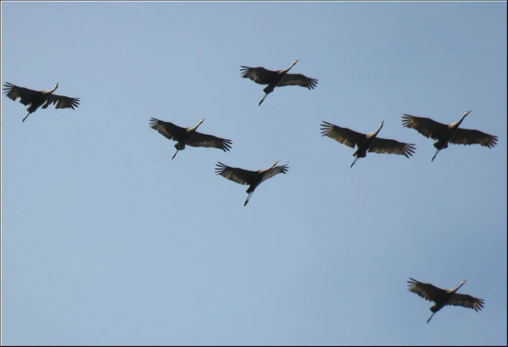 close up 7 sandhill cranes in flight.JPG