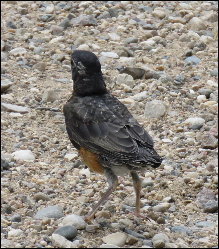 young fledgling robin on gravel.JPG