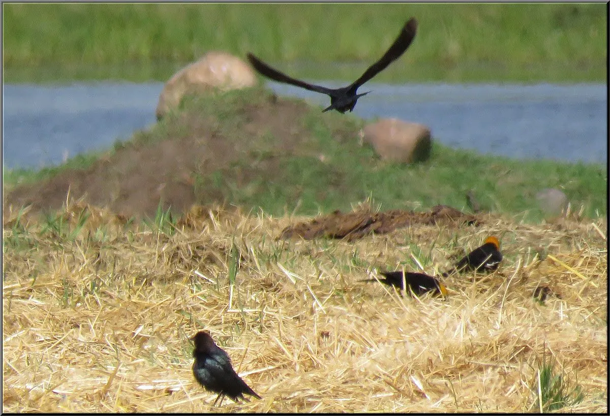 2 blackbirds 1 in flight.JPG