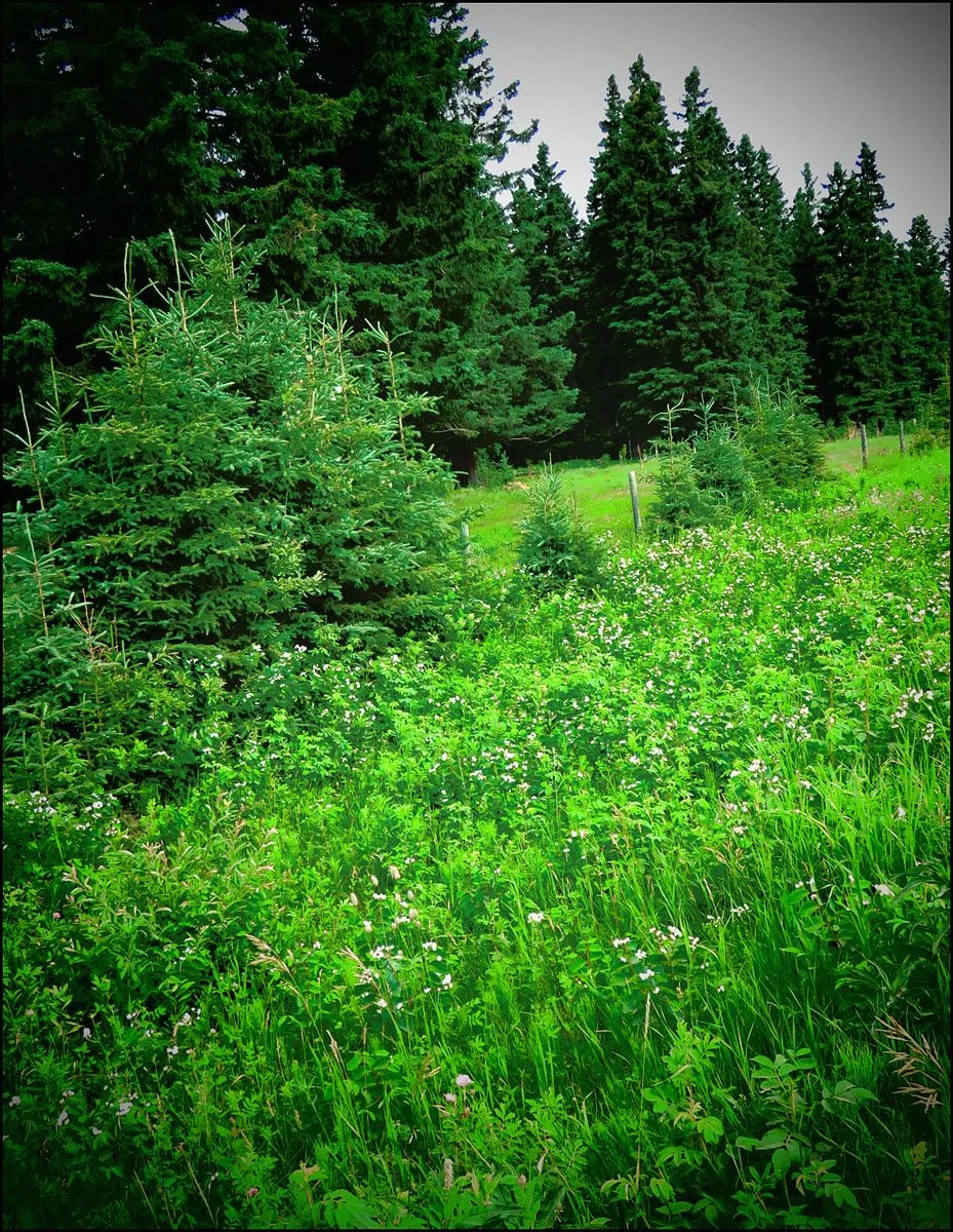 focused view of dogbane by line of young spruce.JPG