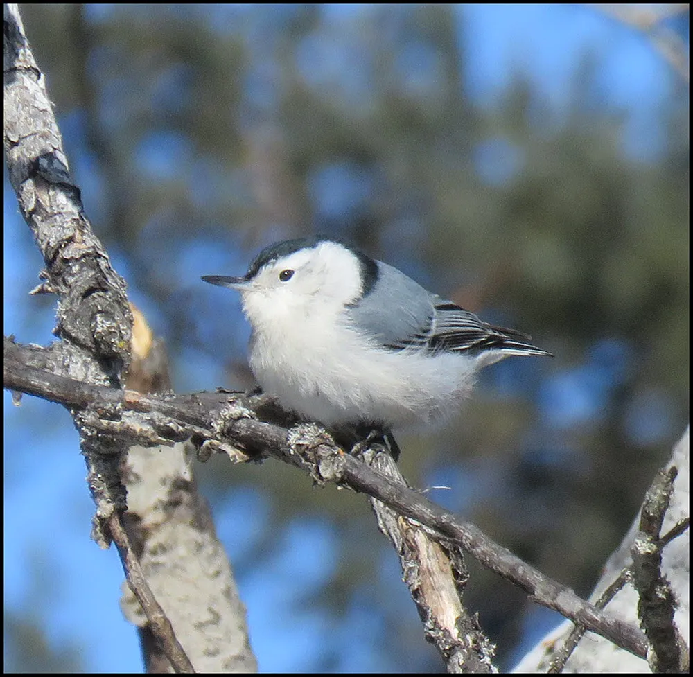 close up white breasted nuthatch on branch.JPG