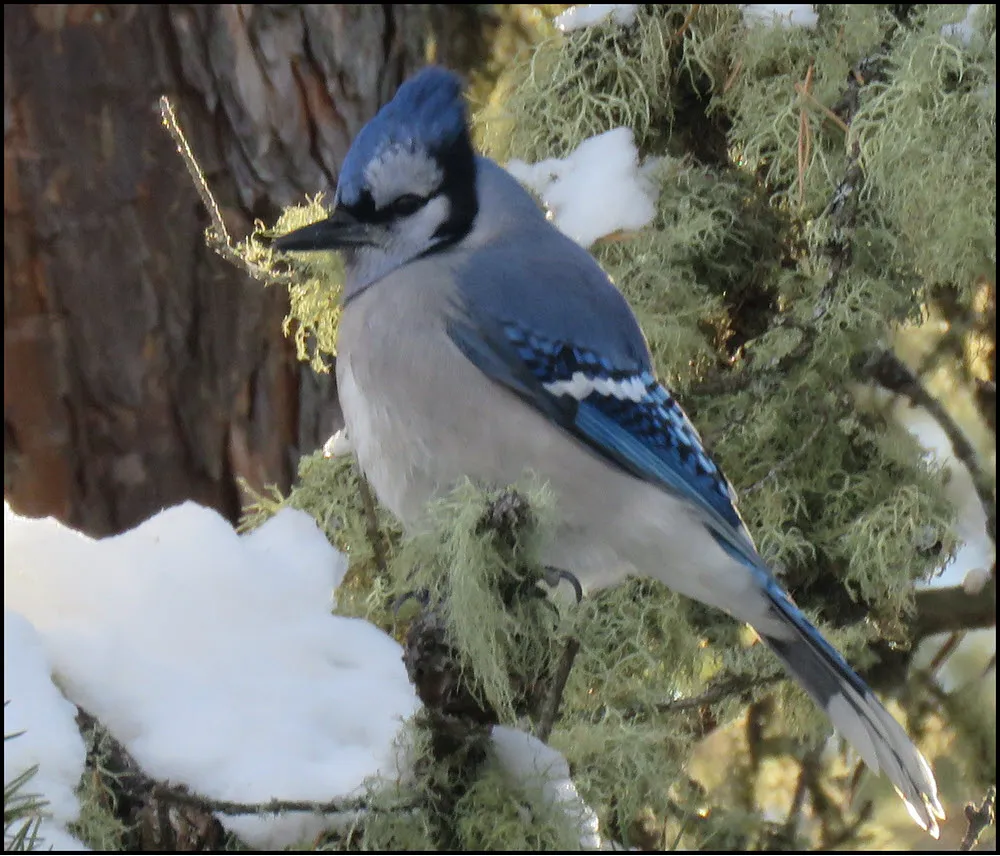 Bluejay sitting by snow on spruce tree.JPG