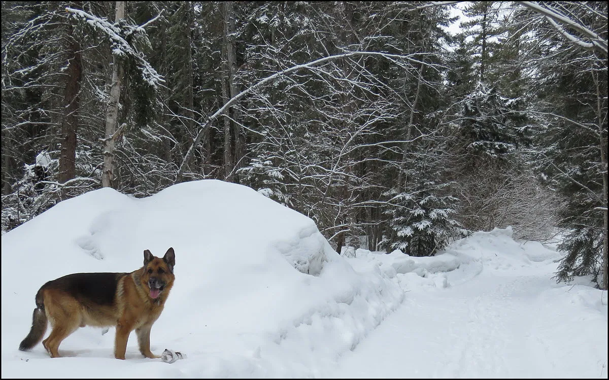 Bruno smiling standing my snowy lane.JPG