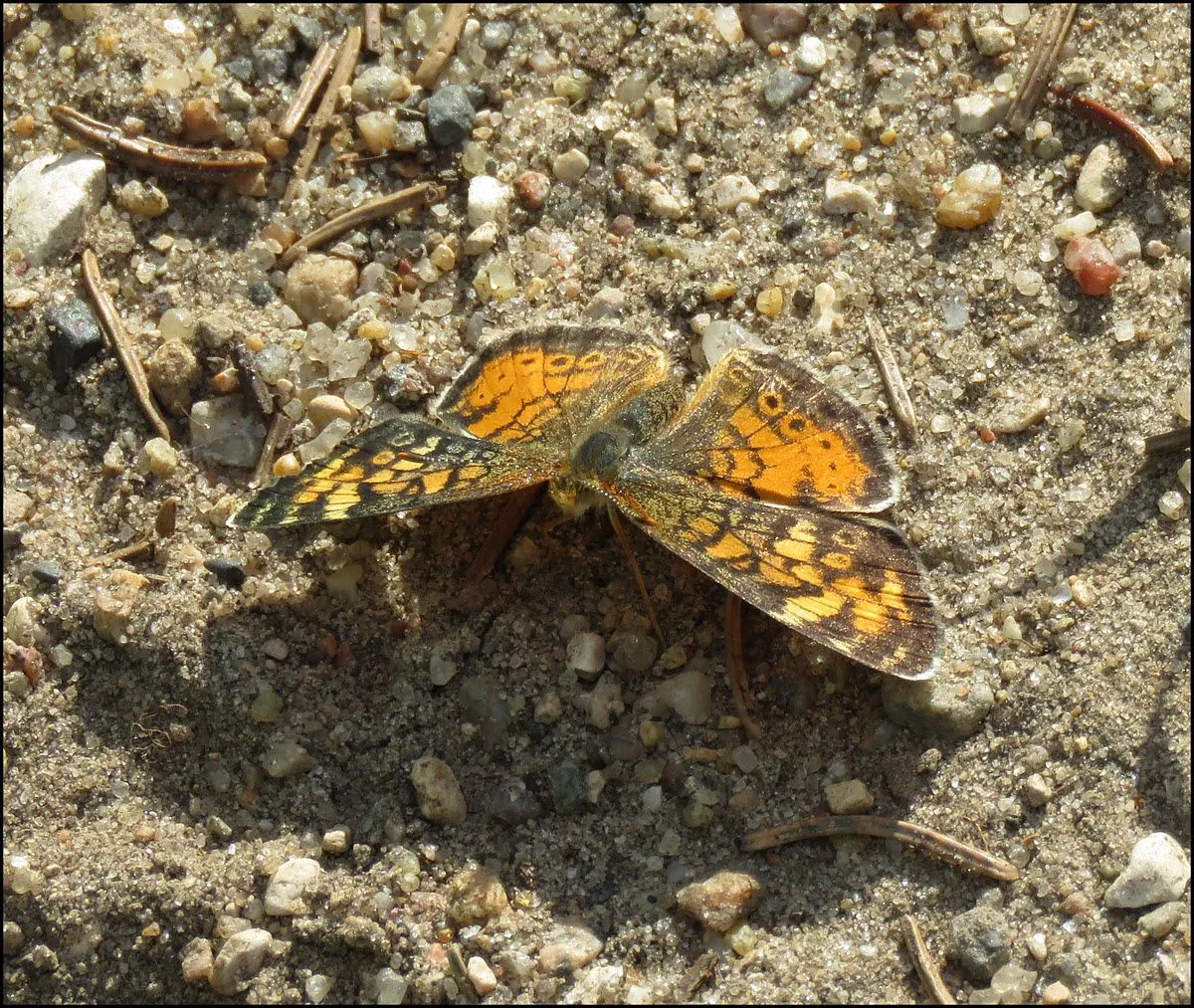 close up klipper like butterfly on gravel.JPG