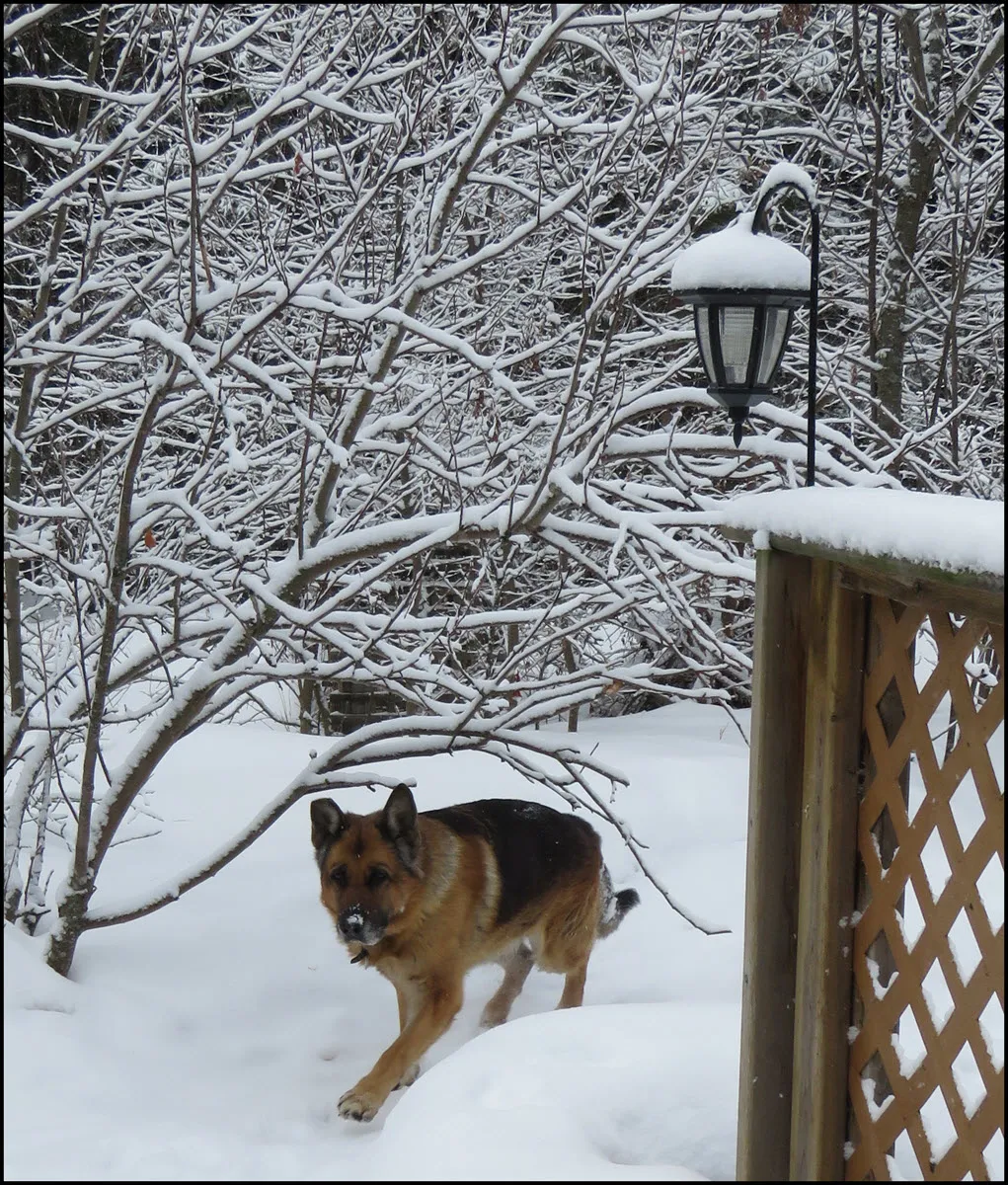 Bruno running by snowy apple tree.JPG