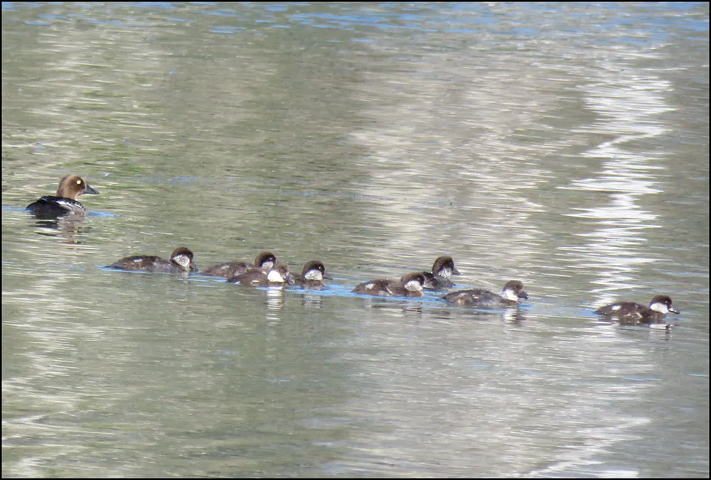 female ring necked duck with 8 ducklings.JPG