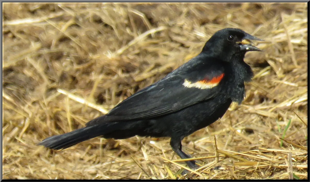 close up redwing blackbird with seed in beak.JPG