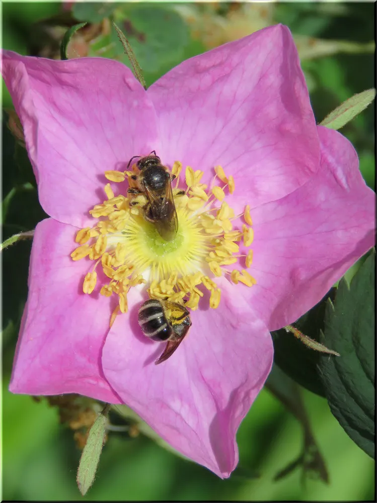close up 2 bee like flies in newly opened wild rose.JPG