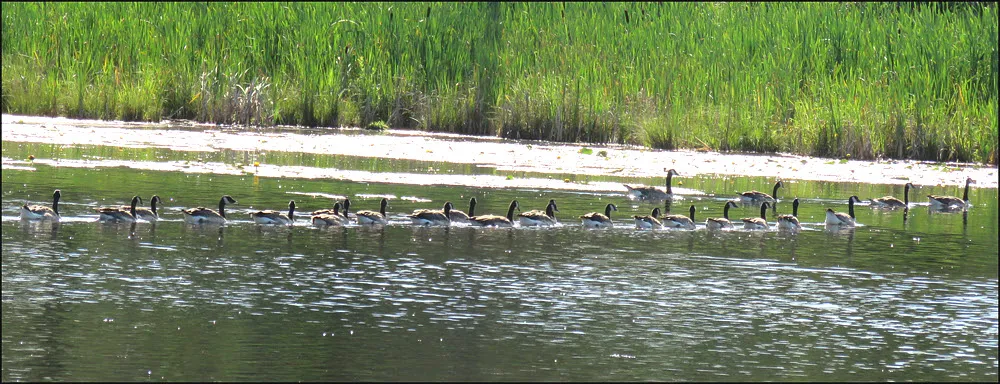18 mature goslings lined up behind older geese.JPG