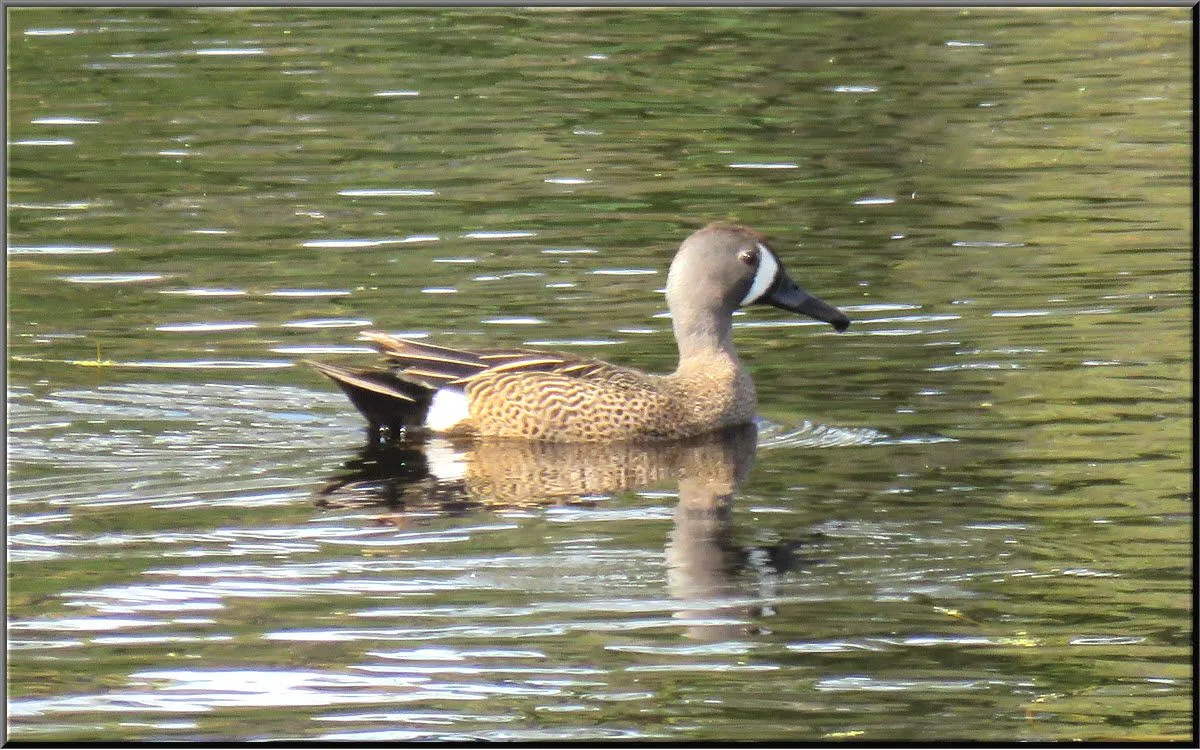 close up blue winged teal duck swimming.JPG