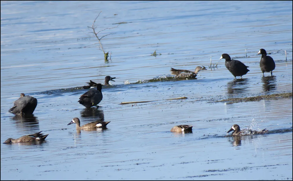 duck beak open chasing duck coots watching teal feeding.JPG