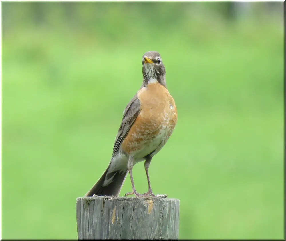 close up female robin on post.JPG