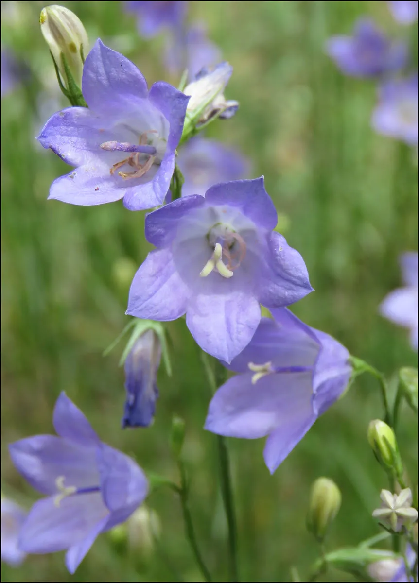 close up 3 harebell blooms.JPG
