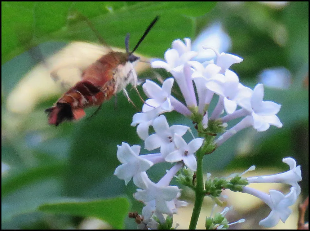 close up hummingbird moth at lilac bloom.JPG