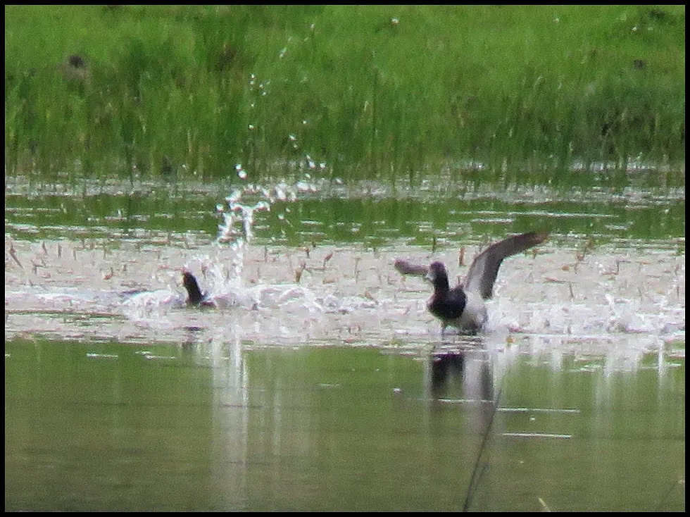 possible ring necked duck landing in water by coot making a splash.JPG