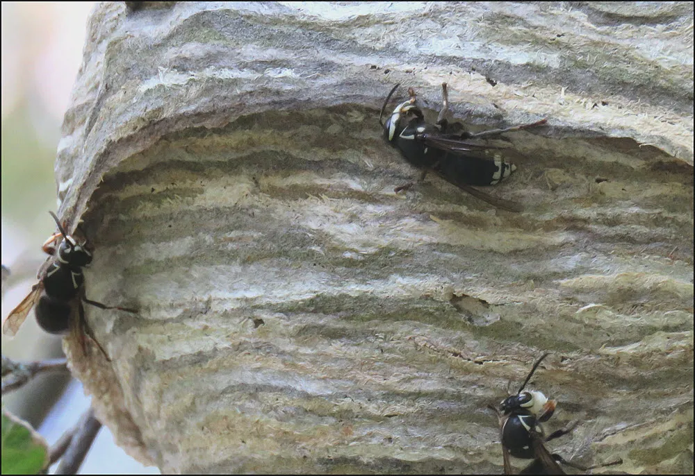 close up wasps building nest.JPG