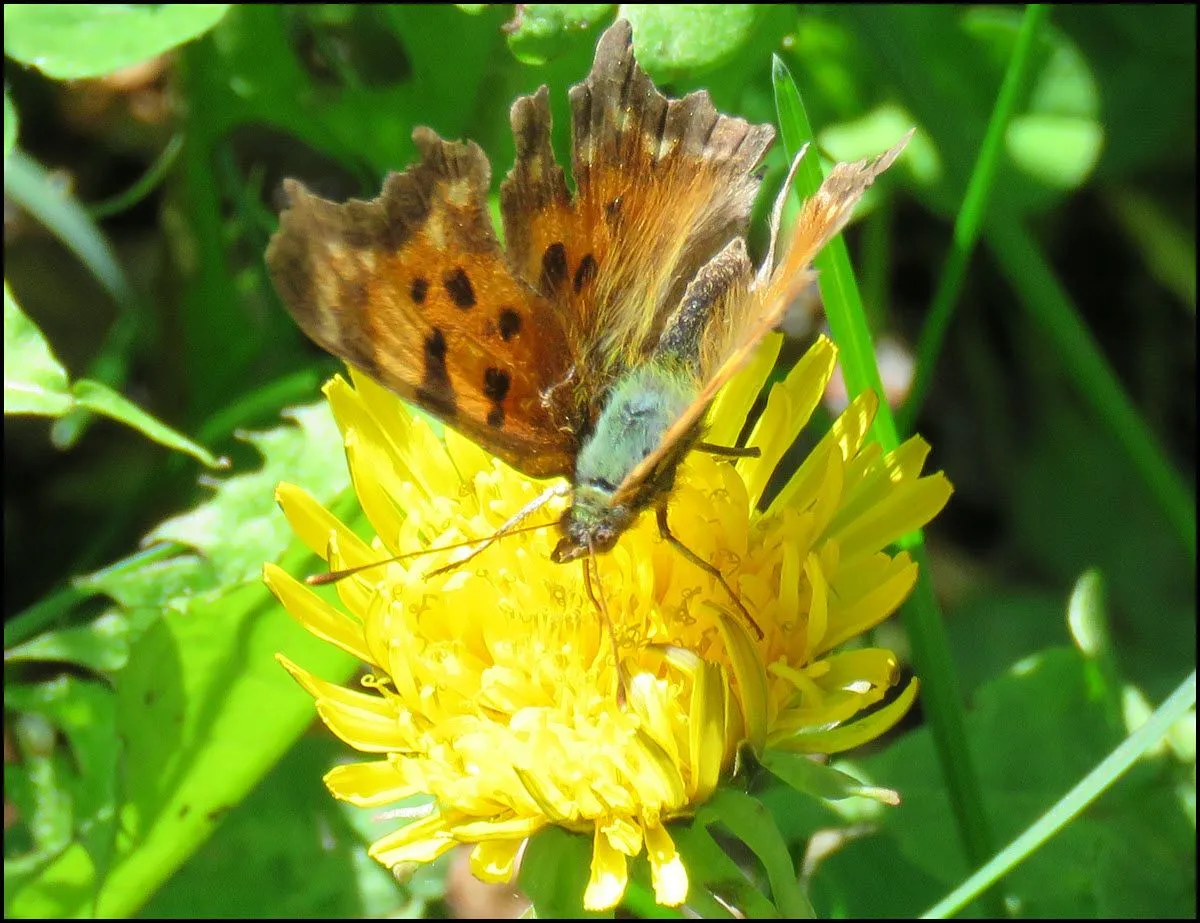close up brownish orange butterfly showing furry body.JPG