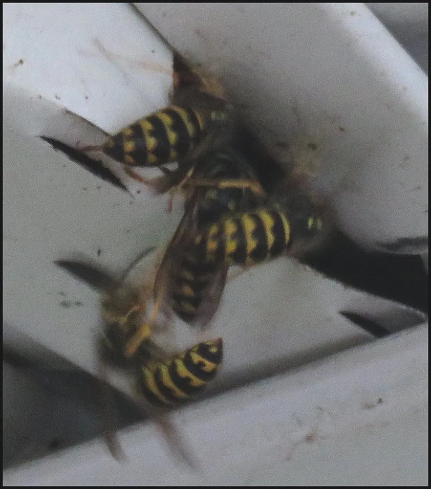 wasps with nest in roof soffits.JPG
