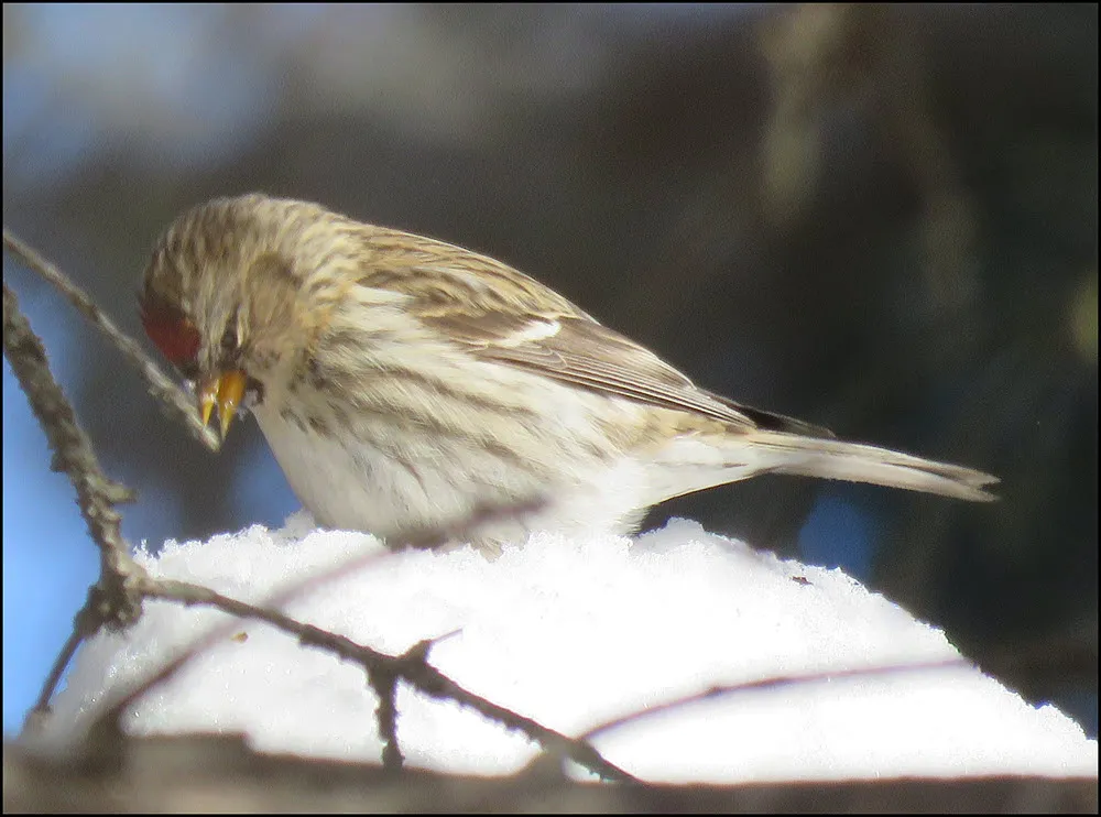 close up of redpoll on clump of snow.JPG