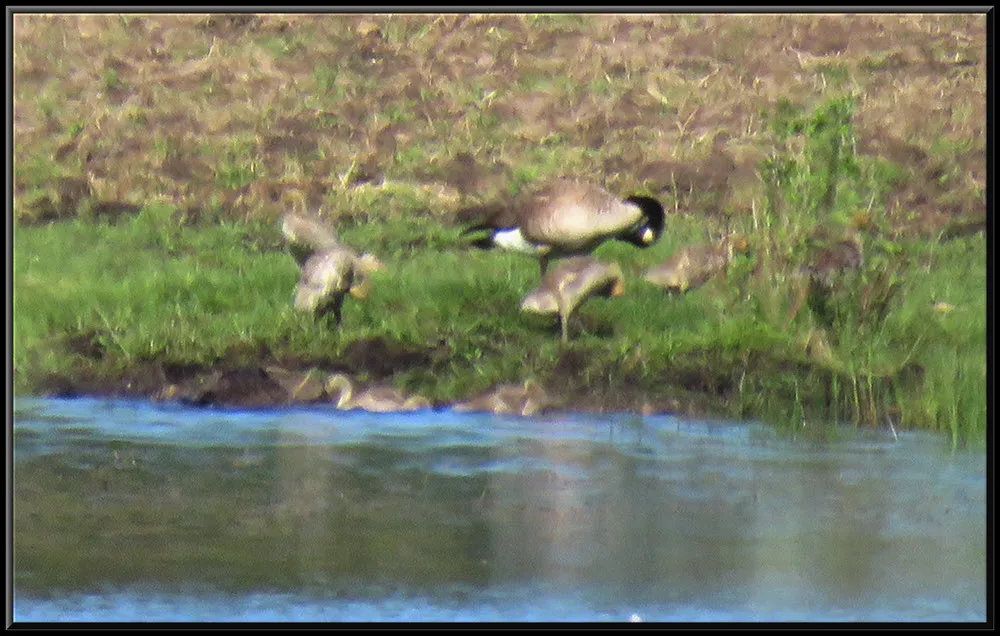 omma Goose and goslings at shore some grooming.JPG