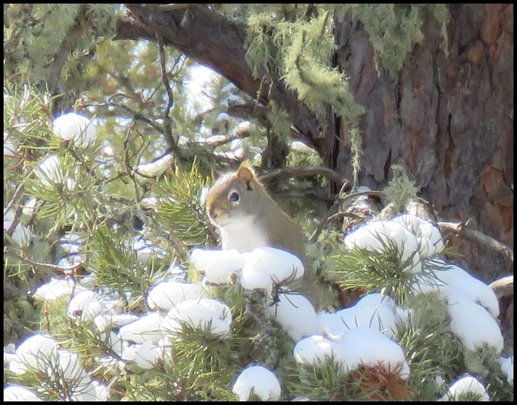 squirrel peeking over snowy pine branch.JPG