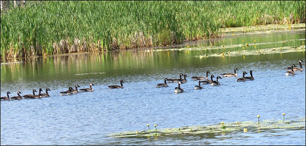 22 mature goslings swimming in a row resized.JPG