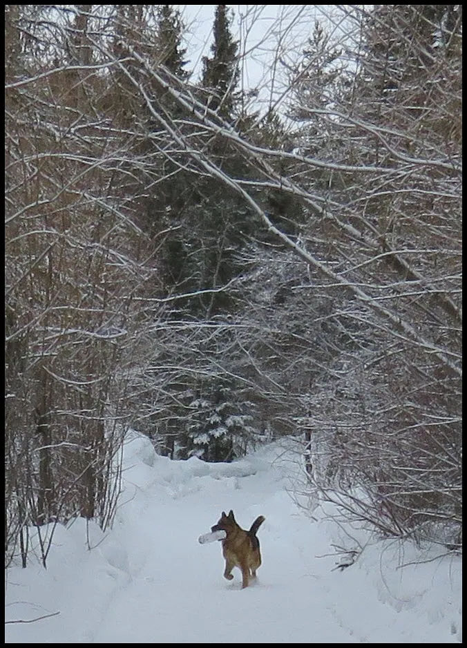 Bruno running down lane with log snow on willows.JPG