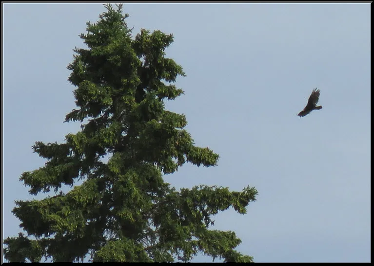 vulture flying by spruce tree.JPG