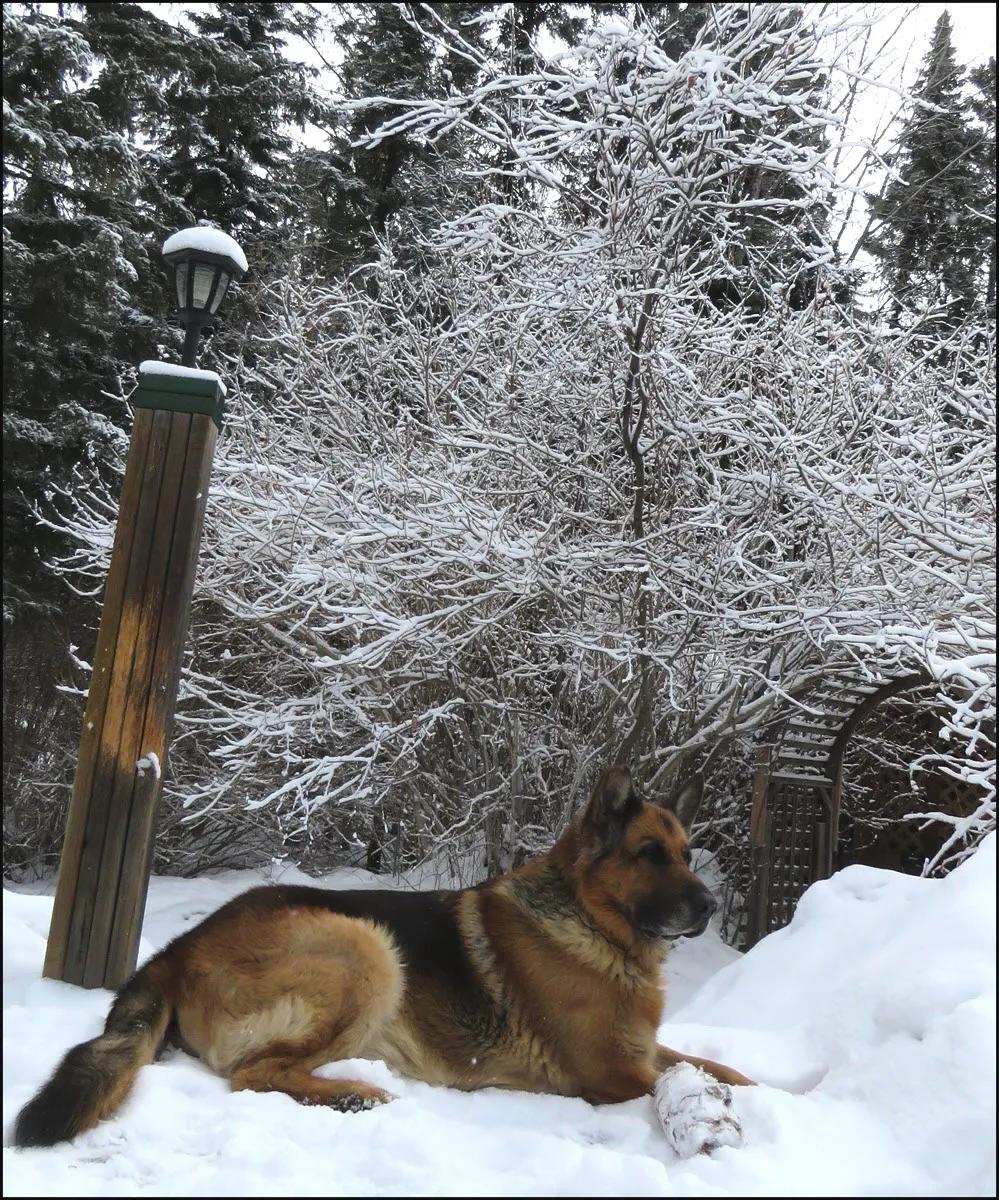 Bruno sitting on deck snowy tree in background.JPG