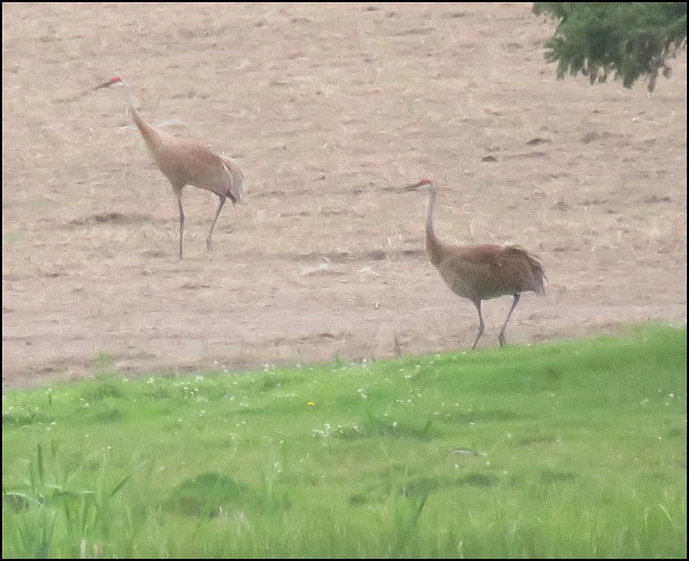 pair sandhill cranes walking through field.JPG