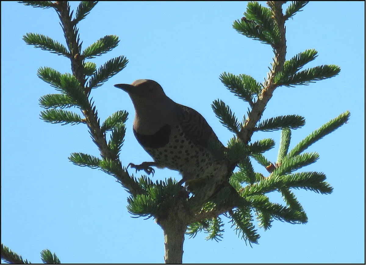 flicker sitting between tree branches foot up.JPG