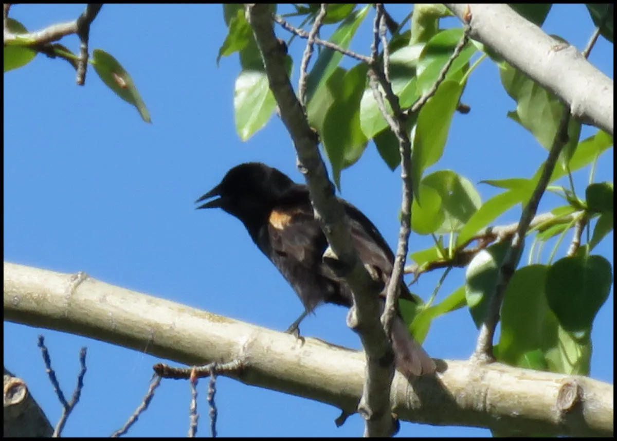 redwing blackbird on tree branch beak open.JPG
