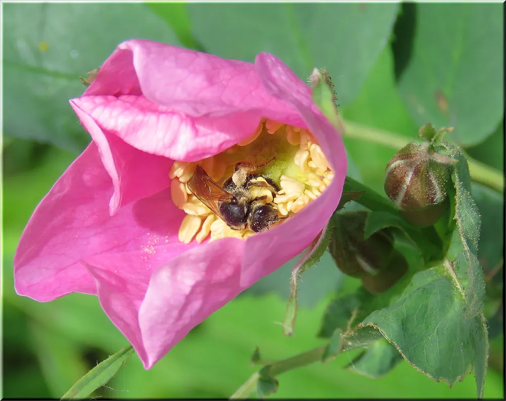 close up pollinator in newly opened wild rose.JPG