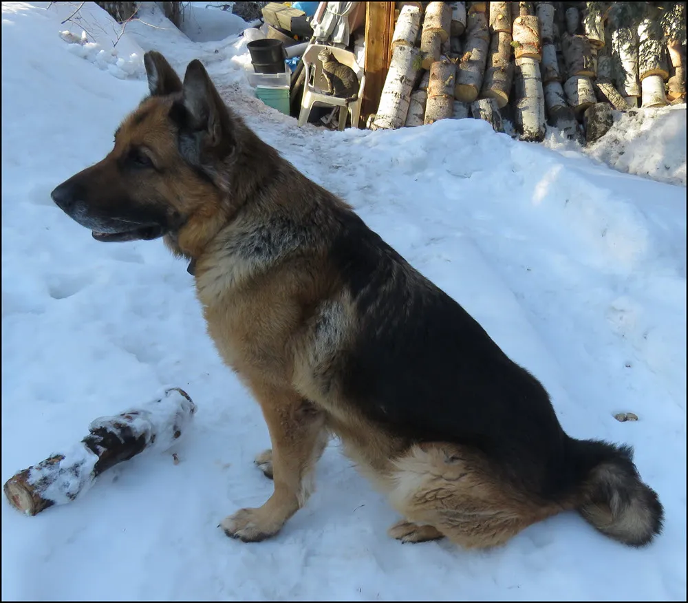 Bruno  sitting in front of woodpile JJ beside it.JPG