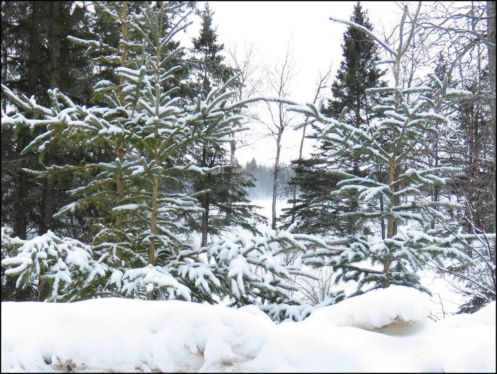 snow on young spruce.JPG