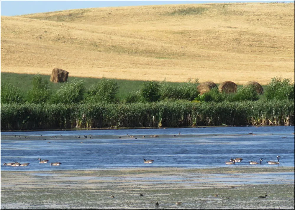 flocks of geese and ducks feeding on pond by wheat field.JPG
