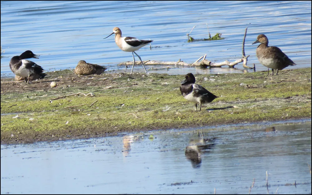 2 pairs of ducks 1 beak open quaking at shorebird walking on sandbar where they are resting.JPG