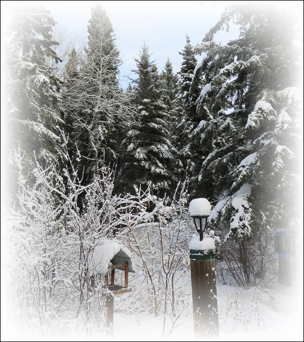 frosted scene of snow on trees and bushes by feeder.JPG