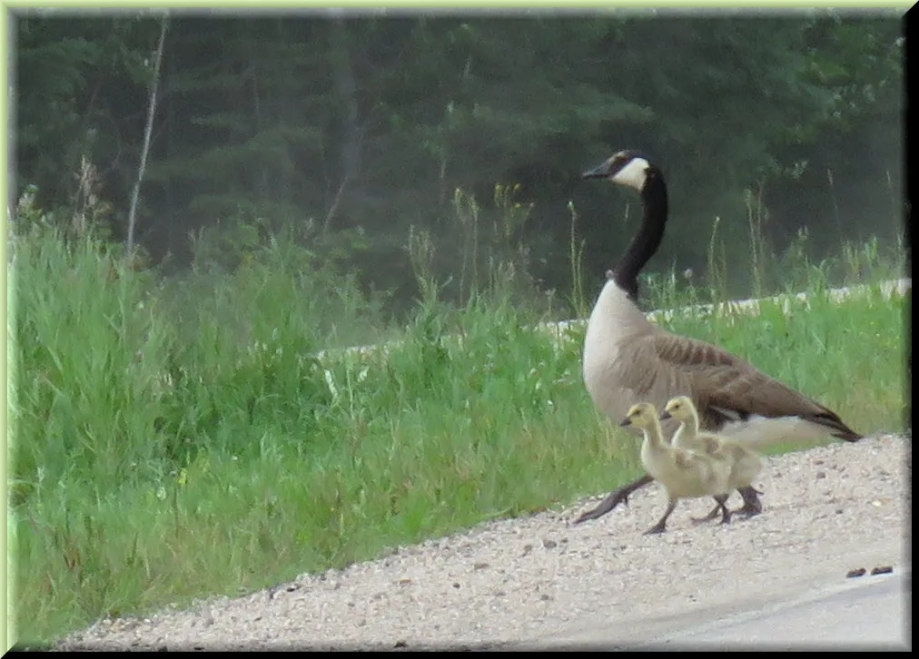 mother goose and 2 goslings striding out across road.JPG