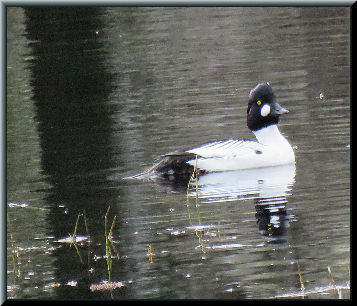 cute Barrows golden eye duck looking at me close up.JPG