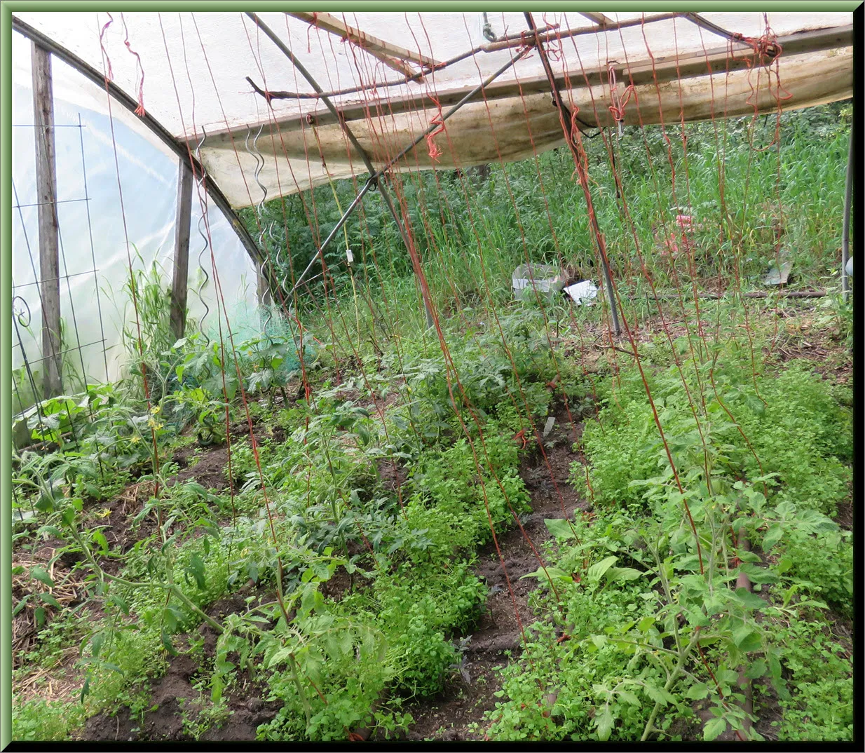 overview of indoor garden tomato and cucumber set up.JPG